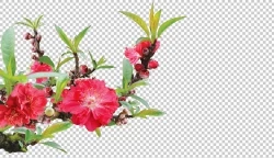 Photoshop cành hoa đào đỏ ngày tết đẹp file PSD #3,  cành hoa đào tết, cành hoa đào, cành hoa đào photoshop, hoa đào, hoa đào psd, hoa đào file psd, hoa đào photoshop,