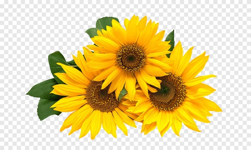 Hoa hướng dương: Chào đón ánh sáng mặt trời với hoa hướng dương với những bức ảnh đẹp và tươi sáng, tạo niềm cảm hứng và niềm tin mới cho người xem.