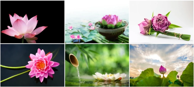 Bông hoa sen với hương thơm dịu nhẹ và vẻ đẹp thanh tao, đã trở thành biểu tượng văn hoá đặc trưng của người Việt Nam. Ngắm nhìn hình ảnh về hoa sen nở rộ trên các con đường ven sông sẽ khiến bạn cảm thấy thư giãn và yêu đời hơn.