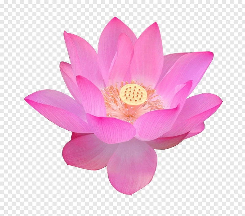 Hình ảnh biểu tượng bông hoa sen  PNG