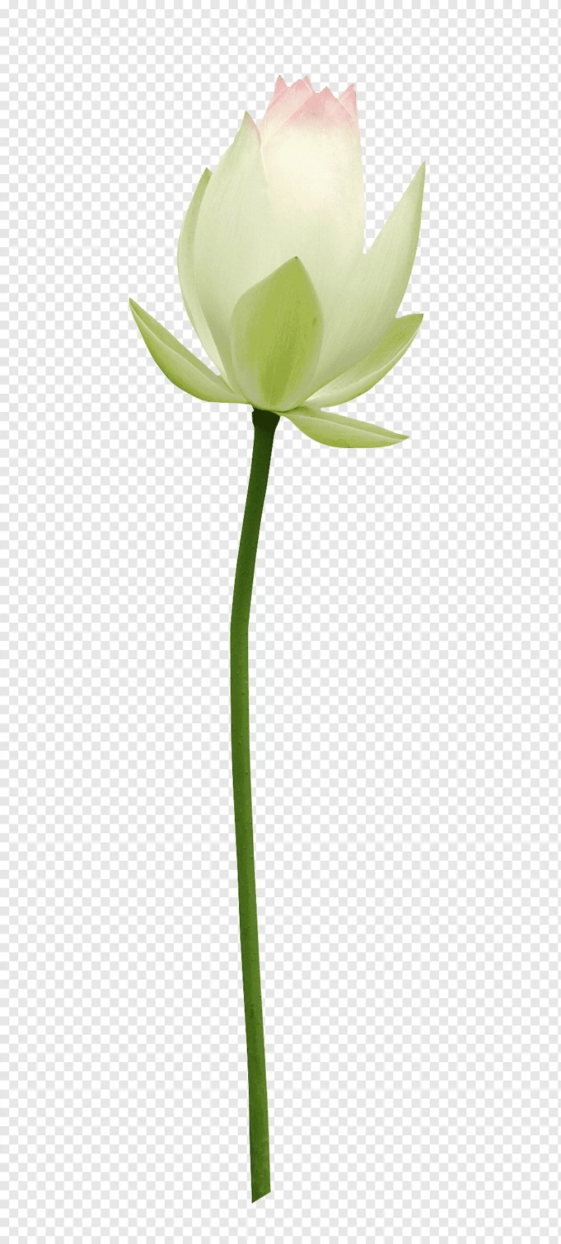 Hình ảnh bông hoa sen trắng nở file PNG
