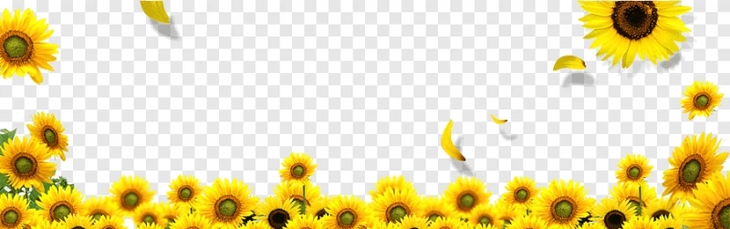 Hình ảnh Hoa hướng dương trang trí chân file PNG