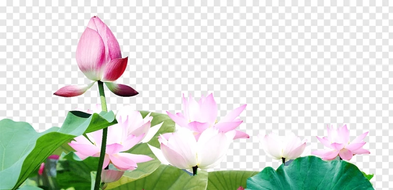 Hình ảnh hoa sen đang nở đẹp file PNG