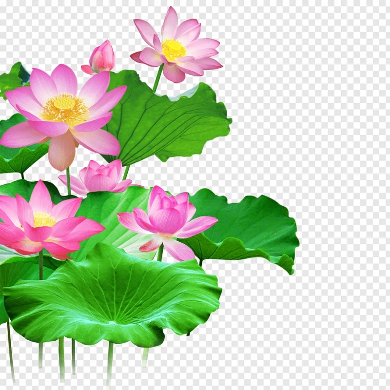 Nền hoa sen lotus flower vector 2318  MrPixelVn  Chia sẻ Đồ họa vector  pixel miễn phí