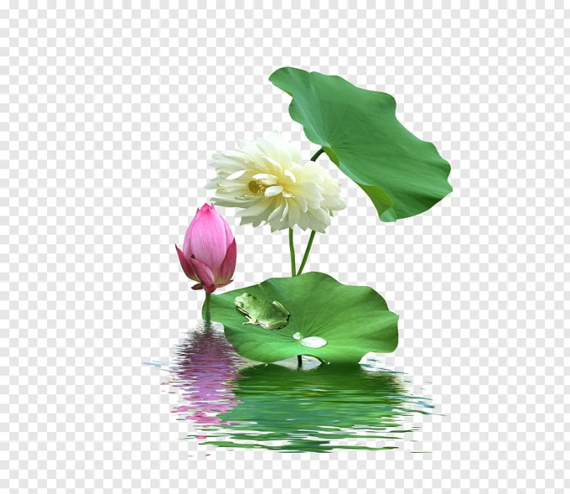 Hình ảnh hoa sen trên mặt nước đẹp file PNG