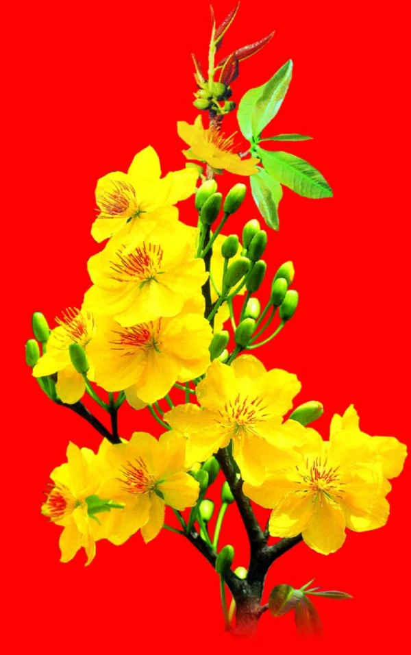 Hình ảnh cành hoa mai vàng Tết say sưa trên nền trắng tinh khôi sẽ mang đến cho bạn một mùa xuân tràn đầy hy vọng, niềm vui và sức khỏe. Hãy dừng lại một chút để thưởng thức vẻ đẹp quyến rũ của cành hoa mai đang khoe sắc trên hình ảnh này.