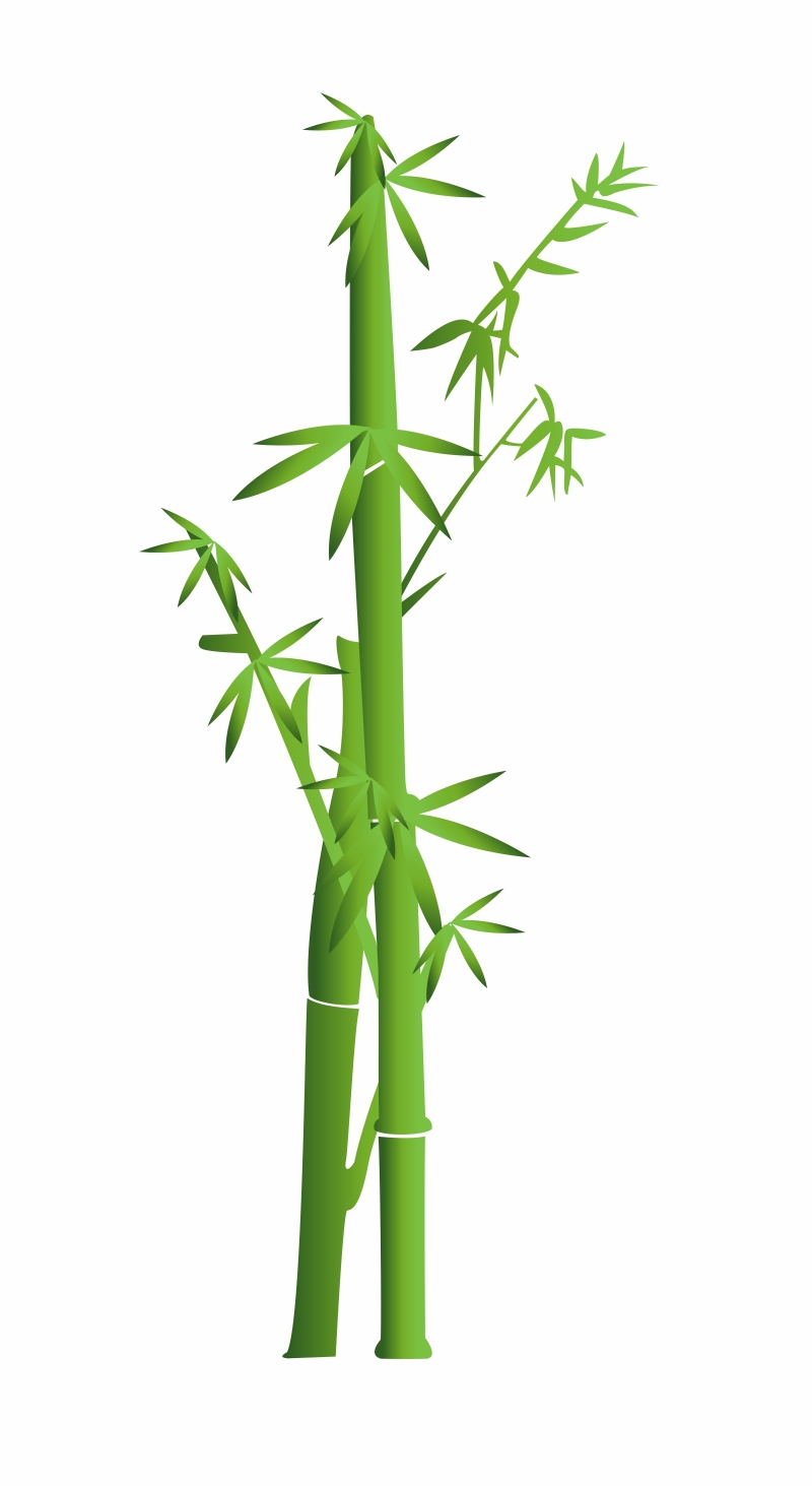 Бамбук рисунок