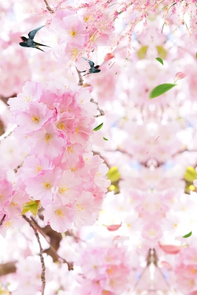 Miễn phí download Background hoa đào nhật bản đẹp. Định dạng file PSD Photoshop. Chủ đề: hoa đào, nhật bản, 