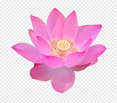 Chia sẻ và miễn phí download Hình ảnh bông hoa sen nở đẹp file PNG. Chủ đề: hình ảnh hoa sen, hoa sen, hoa lá png, hoa lá trang trí, hoa trang trí, 