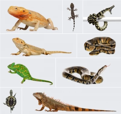 Chia sẻ bộ 20 Hình ảnh động vật bò sát chất lượng cao file PNG