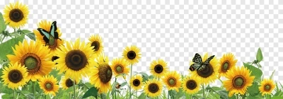 Chia sẻ và download miễn phí hình ảnh Hoa hướng dương file png. Định dạng file PNG. Chủ đề: hoa lá png, hoa lá trang trí, hoa trang trí, hoa hướng dương, 