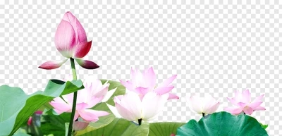 Chia sẻ và miễn phí download Hình ảnh hoa sen đang nở đẹp file PNG. Chủ đề: hình ảnh hoa sen, hoa sen, hoa lá png, hoa lá trang trí, hoa trang trí, 