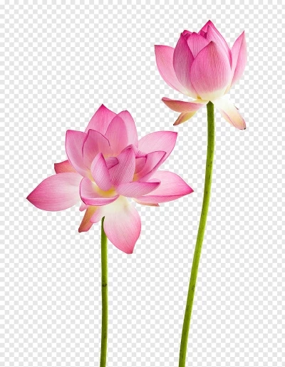 Chia sẻ và download miễn phí Hình ảnh hoa sen nở đẹp file PNG. Chủ đề: hình ảnh hoa sen, hoa sen, hoa lá png, hoa lá trang trí, hoa trang trí, 