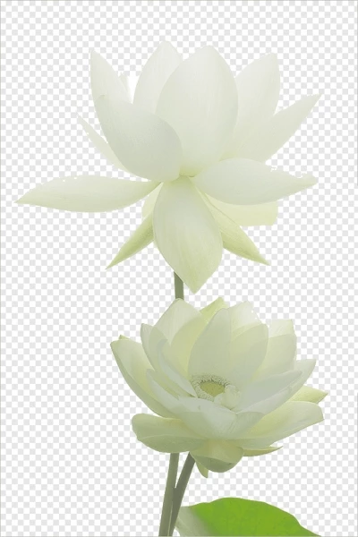 Chia sẻ và download miễn phí Hình ảnh bông hoa sen trắng file PNG. Chủ đề: hoa trang trí, hoa lá trang trí, hoa lá png, hoa hồng, hoa hồng png, hình ảnh hoa hồng, 