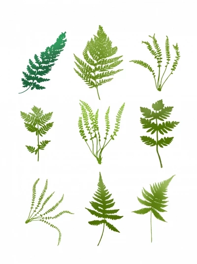 Chia sẻ và download miễn phí 6 kiểu mẫu lá cây dương xỉ file PSD. Chủ đề: cây lá, cây dương xỉ, lá cây, 