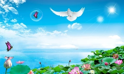 File Photoshop PSD Phong cảnh cánh đồng sen 5900 x 3500 300dpi. hoa sen, cây hoa sen, chim bồ câu, mây trời, mặt nước