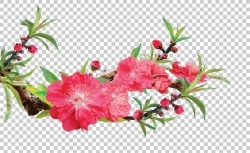 Photoshop cành hoa đào đỏ đẹp file PSD. cành hoa đào, hoa đào, hoa đào psd, cành hoa đào photoshop, hoa đào photoshop, hoa đào file psd, 