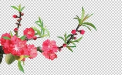 Download cành hoa đào đỏ ngày tết đẹp Photoshop file PSD #2 cành hoa đào, cành hoa đào tết, cành hoa đào photoshop, hoa đào, hoa đào psd, hoa đào file psd, hoa đào photoshop,