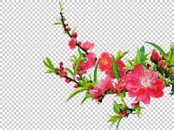 Photoshop cành hoa đào hoa đỏ thắm ngày tết đẹp file PSD. cành hoa đào, hoa đào psd, hoa đào file psd, hoa đào photoshop, hoa đào,