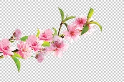 Download miễn phí Photoshop cành hoa đào phai đẹp file PSD #2. cành hoa đào, hoa đào, hoa đào psd, hoa đào file psd, hoa đào photoshop, 