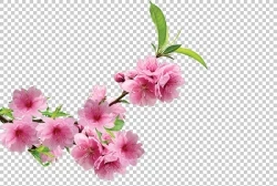Download miễn phícành hoa đào phai đẹp file PSD. cành hoa đào, hoa đào, hoa đào psd, hoa đào file psd, hoa đào photoshop, 