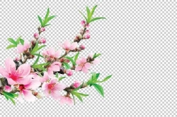 Downlaod Photoshop cành hoa đào phai đẹp file PSD. cành hoa đào tết, cành hoa đào, cành hoa đào photoshop, hoa đào, hoa đào psd, hoa đào file psd, hoa đào photoshop