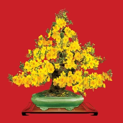 Miễn phí download Photoshop chậu cây mai vàng bonsai dáng trực. Định dạng file PSD Photoshop. Chủ đề: hoa mai, chậu hoa mai, chậu cây mai, cây mai vàng, 