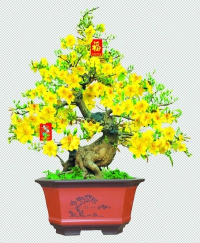 Miễn phí download Photoshop châu mai vàng bonsai. Định dạng file PSD Photoshop. Chủ đề: chậu hoa mai, chậu cây mai, hoa mai, 