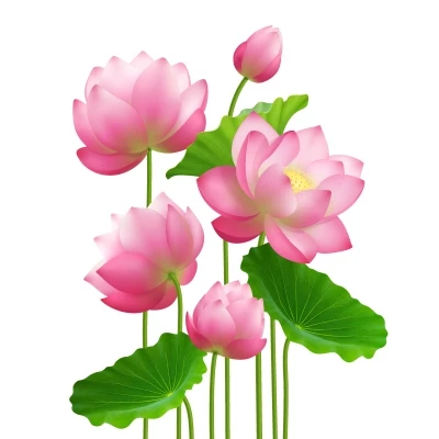 Chia sẻ và download miễn phí Vector bông hoa sen hồng nhiều kiểu dáng. Định dạng file Ai EPS. Kích thước: . Chủ đề: hoa sen, hoa sen vector, 