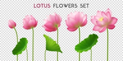 Chia sẻ và download miễn phí Vector bông hoa sen nở đẹp file PNG. Định dạng file Ai EPS . Chủ đề: hoa sen, hoa sen vector, 