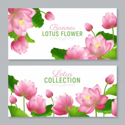 Chia sẻ và miễn phí download Vector bông hoa sen thiết kế baner đẹp. Định dạng file Ai EPS Chủ đề: hoa sen vector, hoa sen, 